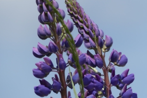 Murrhardter Wald - Lupinen